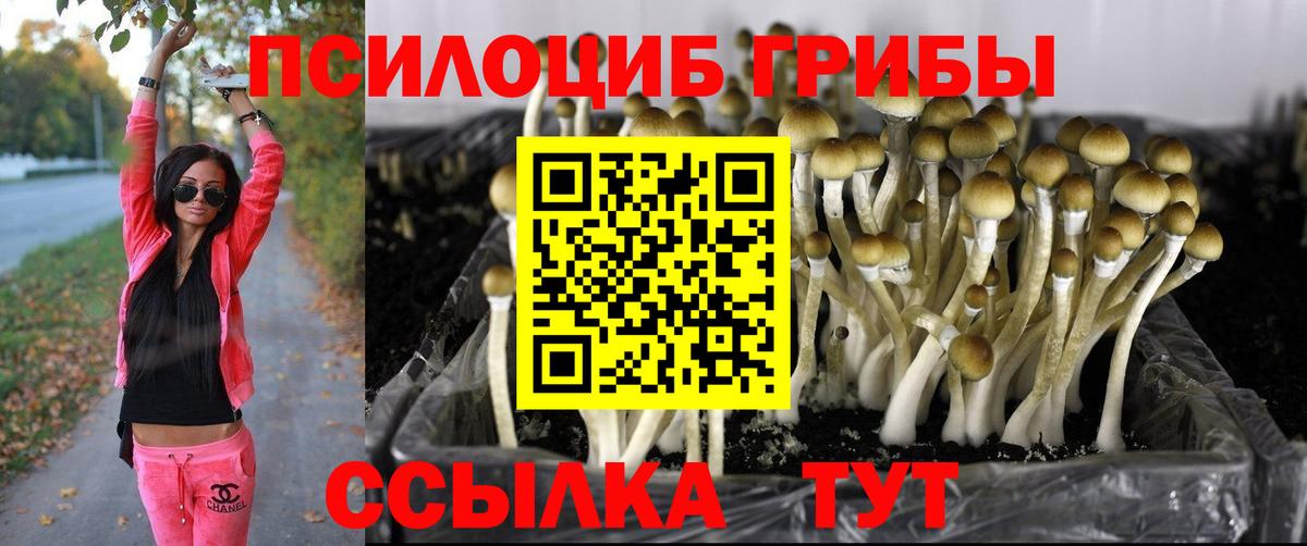 Галлюциногенные грибы Cubensis Карачаевск